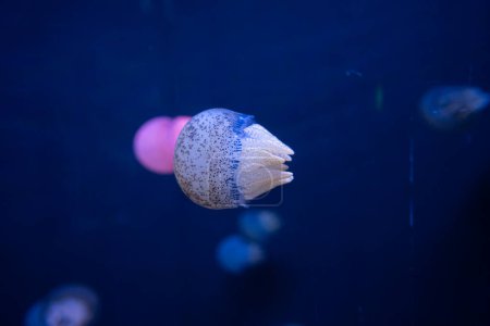Foto de Colorido grupo de medusas sobre fondo oscuro en la vida marina del acuario - Imagen libre de derechos