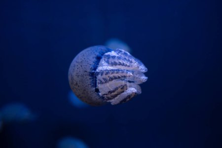 Téléchargez les photos : Groupe coloré de méduses sur fond sombre dans la vie marine de l'aquarium - en image libre de droit