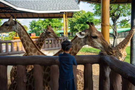 Photo for 5 year kindergarten boy eenjoying feed giraffe in zoo happy kid with animal - Royalty Free Image