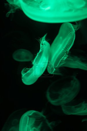 Téléchargez les photos : La vie marine méduses nage dans l'eau sombre de l'océan. Fond naturel incroyable - en image libre de droit
