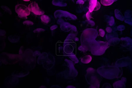 Téléchargez les photos : Groupe de méduses colorées se déplaçant sous l'eau vie marine fond sombre vie animale - en image libre de droit