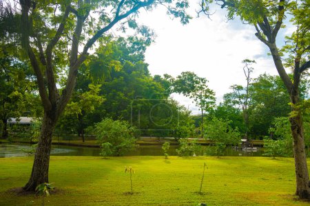 Foto de Verde prado hierba con árboles en el parque público de la ciudad, fondo de la naturaleza - Imagen libre de derechos