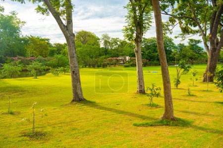 Foto de Verde prado hierba con árboles en el parque público de la ciudad, fondo de la naturaleza - Imagen libre de derechos