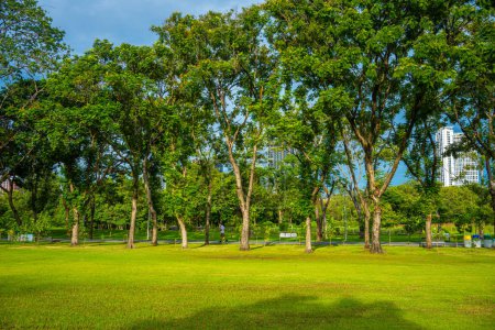 Photo for Green meadow grass with trees in city public park, nature background - Royalty Free Image