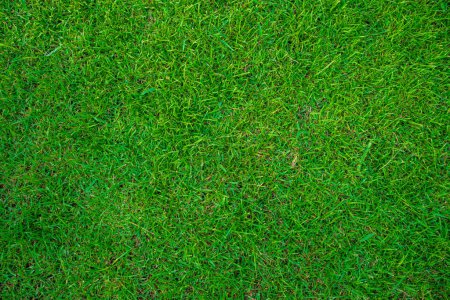 Photo for Real green meadow grass background, empty grass texture - Royalty Free Image