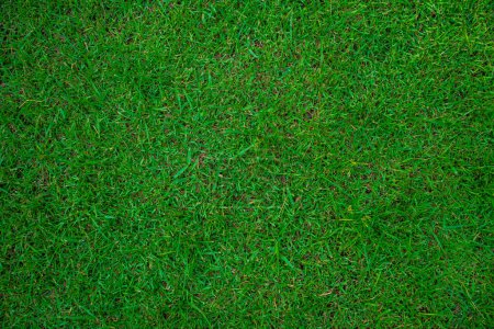 Foto de Fondo de hierba de pradera verde real, textura de hierba vacía - Imagen libre de derechos