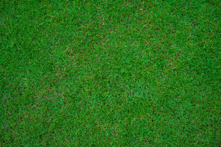 Téléchargez les photos : Véritable prairie verte fond d'herbe, texture d'herbe vide - en image libre de droit