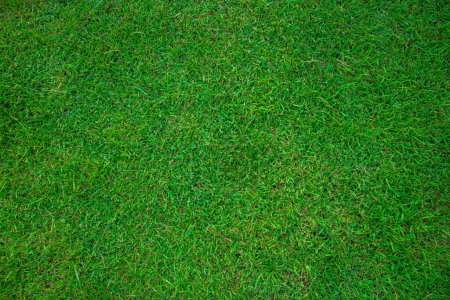 Foto de Fondo de hierba de pradera verde real, textura de hierba vacía - Imagen libre de derechos