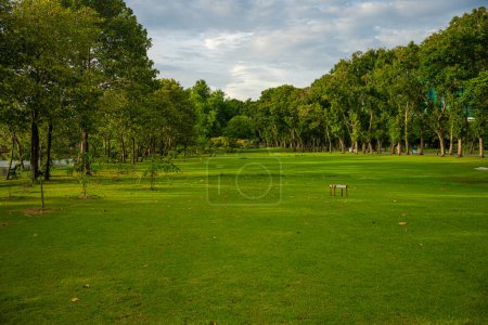 Photo for Green meadow grass with tree forest in city public park sunset sky with cloud nature background - Royalty Free Image