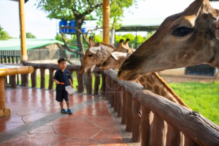 Photo for 5 year kindergarten boy eenjoying feed giraffe in zoo happy kid with animal - Royalty Free Image