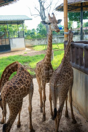 Photo for Africa giraffe in opentropical  zoo animal industry - Royalty Free Image