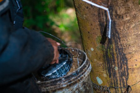 Téléchargez les photos : Agriculture asiatique femme récolte latex para caoutchouc arbre forêt nature industrie - en image libre de droit