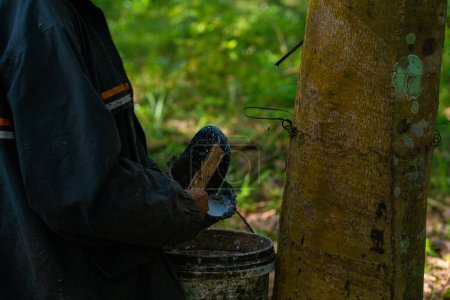 Téléchargez les photos : Agriculture asiatique femme récolte latex para caoutchouc arbre forêt nature industrie - en image libre de droit