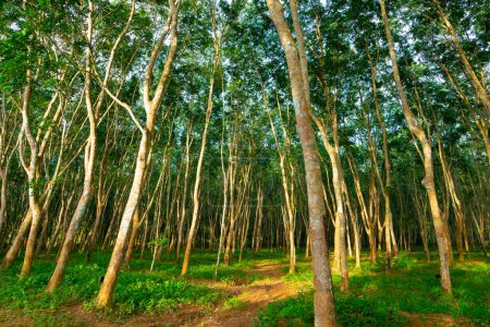 Foto de Para caucho verde árbol bosque tropical industria agrícola naturaleza fondo - Imagen libre de derechos