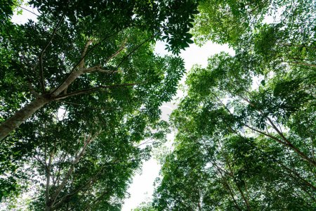 Téléchargez les photos : Para caoutchouc vert arbre forêt tropicale industrie agricole nature fond - en image libre de droit