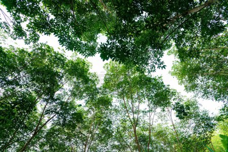 Téléchargez les photos : Para caoutchouc vert arbre forêt tropicale industrie agricole nature fond - en image libre de droit