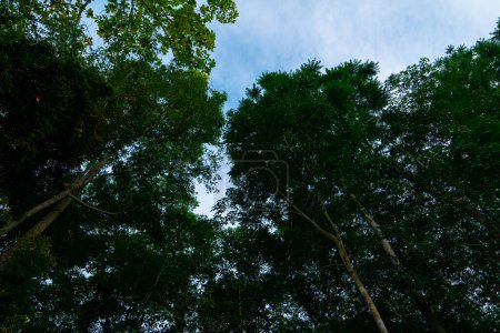 Foto de Para caucho verde árbol bosque tropical industria agrícola naturaleza fondo - Imagen libre de derechos