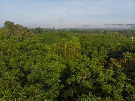 Foto de Vista aérea verde selva tropical con amanecer mañana naturaleza paisaje - Imagen libre de derechos