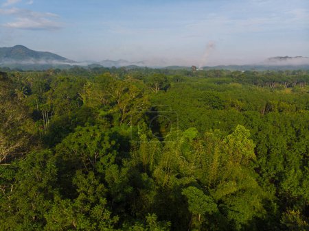 Téléchargez les photos : Vue aérienne forêt tropicale verte avec lever de soleil matin nature paysage - en image libre de droit
