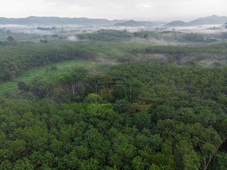 Photo for Aerial view green tropical rainforest with morning sunrise nature landscape - Royalty Free Image