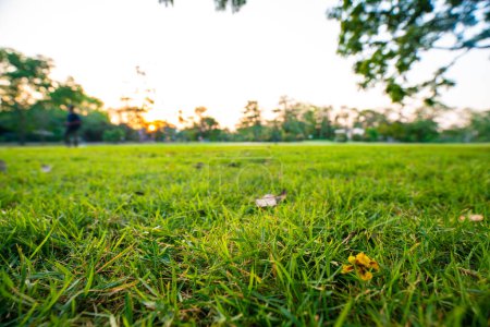 Photo for Beautiful green field with trees in city park sunset landscape - Royalty Free Image