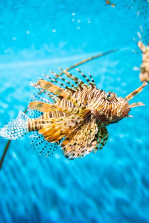 Photo for Colorful of Common Lionfish (Turkeyfish, Red Lionfish) Pterois volitans in tropical coral reef blue sea background - Royalty Free Image