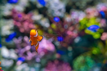 Photo for Nemo clown cartoon fish in beautiful coral reef marine aquarium - Royalty Free Image