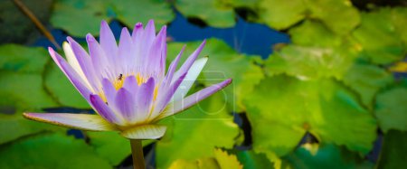 Téléchargez les photos : Nénuphars roses au lotus avec des abeilles dans l'étang - en image libre de droit