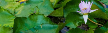 Téléchargez les photos : Nénuphars roses au lotus avec des abeilles dans l'étang - en image libre de droit