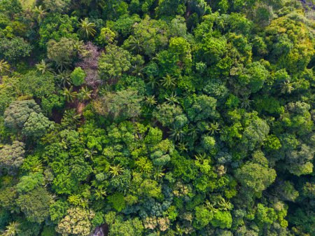 Téléchargez les photos : Forêt tropicale verte aérienne sur mer île carbone recyclage écologie système nature paysage abckground - en image libre de droit