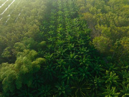 Foto de Vista aérea plantación de palma aceitera bosque tropical amanecer industria agrícola - Imagen libre de derechos