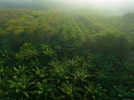 Foto de Vista aérea plantación de palma aceitera bosque tropical amanecer industria agrícola - Imagen libre de derechos