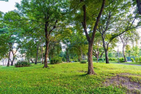 Téléchargez les photos : Forêt tropicale d'arbres verts dans le parc public de la ville jour ensoleillé naturelandscape - en image libre de droit