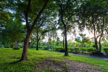 Téléchargez les photos : Forêt tropicale d'arbres verts dans le parc public de la ville jour ensoleillé naturelandscape - en image libre de droit
