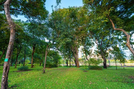 Foto de Bosque arbóreo verde tropical en ciudad parque público sol día naturaleza paisaje - Imagen libre de derechos