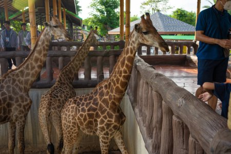Téléchargez les photos : Asiatique maternelle garçon profiter avec girafe dans zoo heureux enfant avec animal - en image libre de droit