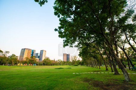 Téléchargez les photos : Beau champ vert avec arbre dans le parc de la ville paysage coucher de soleil - en image libre de droit