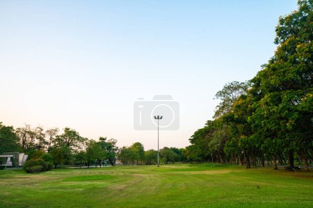 Photo for Beautiful green field with tree in city park sunset landscape - Royalty Free Image
