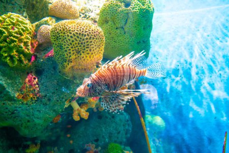 Téléchargez les photos : Coloré de Lionfish (Turkeyfish, Red Lionfish) Pterois volitans dans le récif corallien tropical fond bleu de la mer - en image libre de droit
