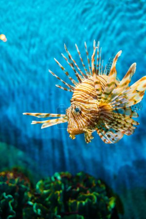 Téléchargez les photos : Coloré de Lionfish (Turkeyfish, Red Lionfish) Pterois volitans dans le récif corallien tropical fond bleu de la mer - en image libre de droit