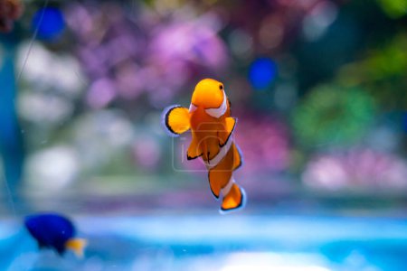 Photo for Nemo clown cartoon fish in beautiful coral reef marine aquarium - Royalty Free Image