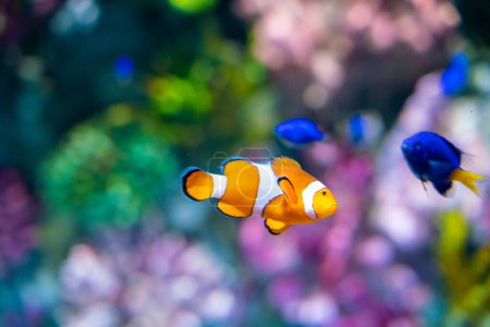 Foto de Nemo payaso peces de dibujos animados en el hermoso arrecife de coral acuario marino - Imagen libre de derechos
