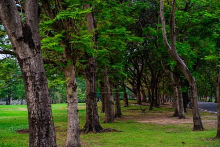 Foto de Verde pradera hierba con árbol en el parque público de la ciudad aire fresco en el centro de la naturaleza fondo - Imagen libre de derechos