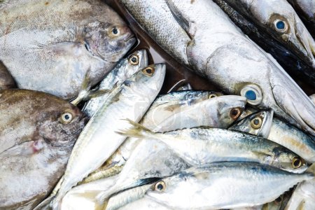 Foto de Alimentos de mar pescado fresco en la industria del mercado - Imagen libre de derechos