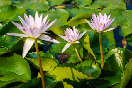Téléchargez les photos : Nénuphar lotus rose avec abeille dans l'étang - en image libre de droit