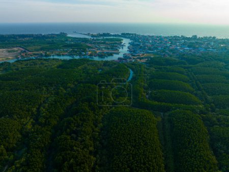 Téléchargez les photos : Vue aérienne matin lever de soleil mangrove tropical pluie forêt mer baie écologie système nature paysage - en image libre de droit