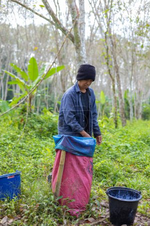 Téléchargez les photos : Femme agricole cultiver le latex de caoutchouc de l'industrie agro-forestière - en image libre de droit