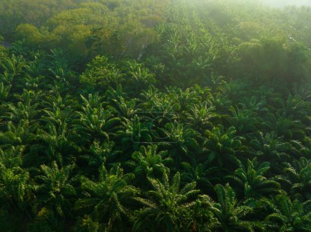 Téléchargez les photos : Vue aérienne plantation de palmiers à huile forêt tropicale lever du soleil industrie agricole - en image libre de droit