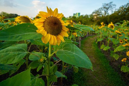 Photo for Sunflower summer flora in green city public park sunset sky with cloud nature landscape - Royalty Free Image