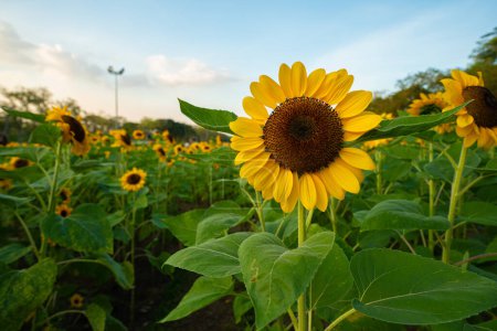 Photo for Sunflower summer flora in green city public park sunset sky with cloud nature landscape - Royalty Free Image
